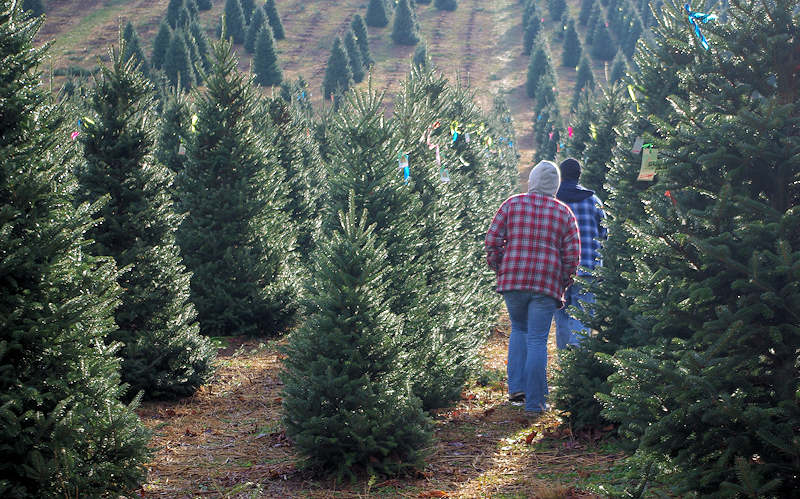 Choose & Cut Christmas Tree Farms Avery County