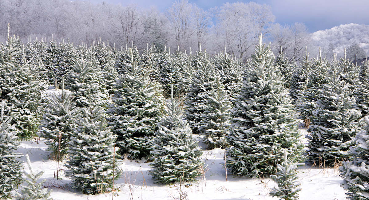 fresh christmas trees near me