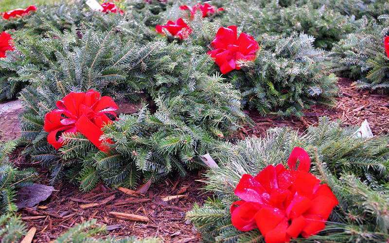 Christmas Tree Farms near Sugar Mountain