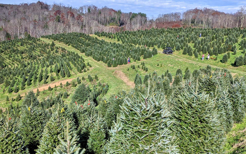 Elk River Evergreen Christmas Tree Farm