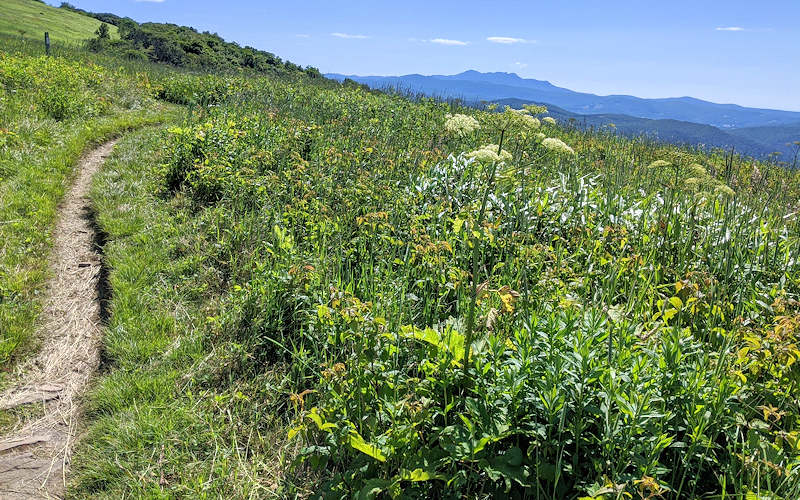 Appalachian Trail NC Little Hump