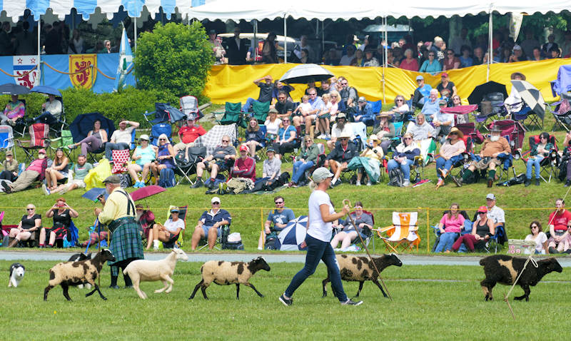 Grandfather Highland Games Sheep