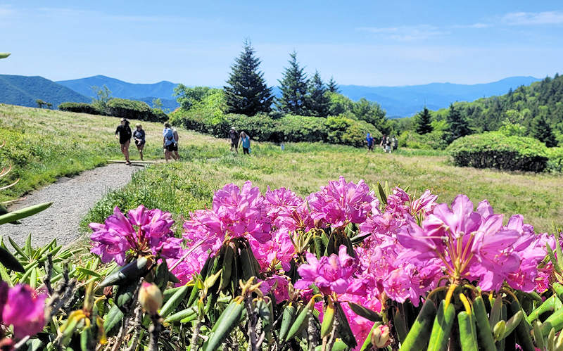 Roan Mountain Hike