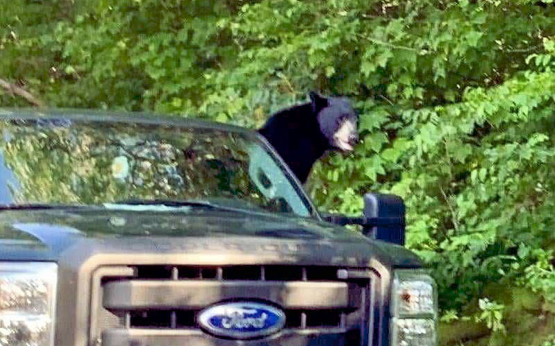 Bear in truck