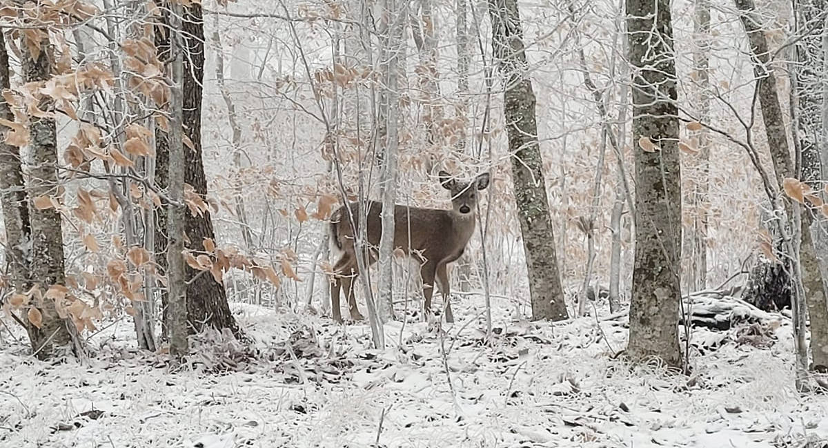 Deer at Sugar Mountain